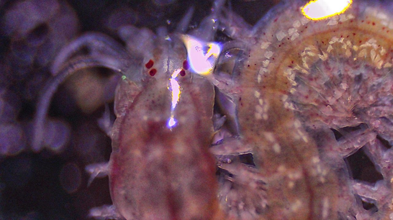 Dai fondali al cielo stellato: la metamorfosi del verme a pagaia
